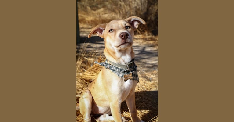 Photo of Kahlua, an American Pit Bull Terrier, Chow Chow, Australian Cattle Dog, and Mixed mix in Arizona, USA