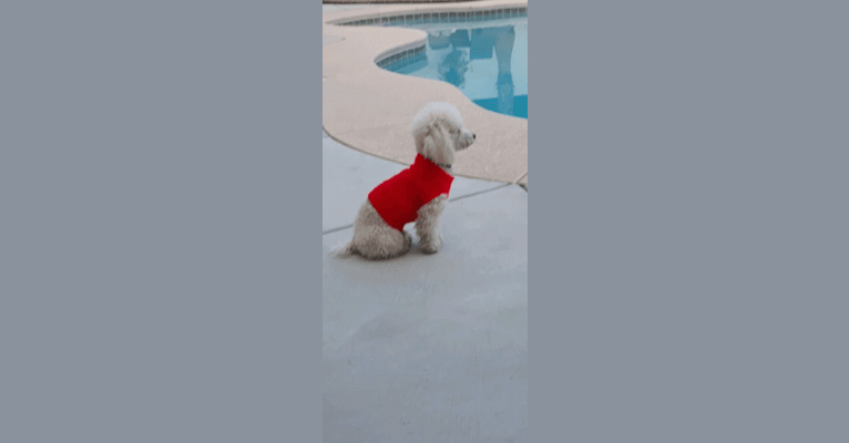 Giorgio, a Poodle (Small) tested with EmbarkVet.com