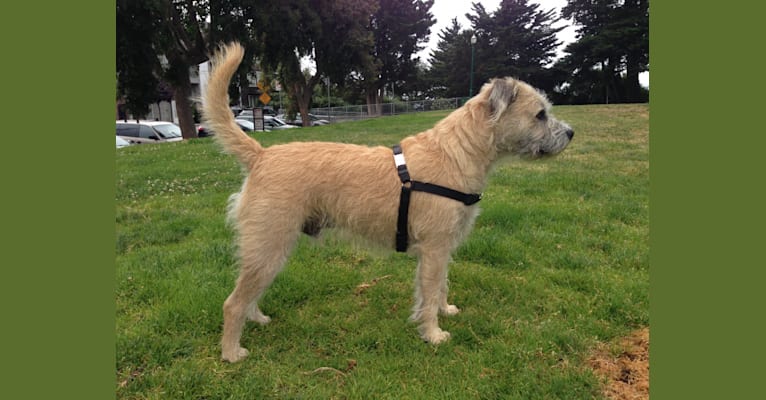 Caper, a Staffordshire Terrier and Miniature Schnauzer mix tested with EmbarkVet.com