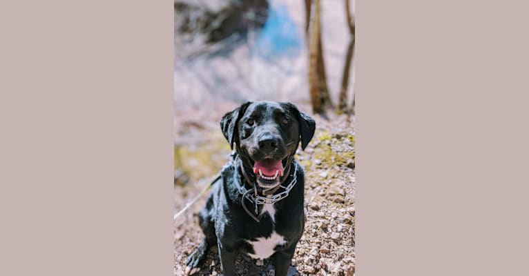 Lou, a Labrador Retriever and American Bulldog mix tested with EmbarkVet.com