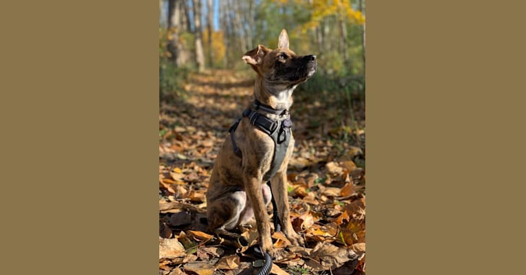 Pinto, a Formosan Mountain Dog tested with EmbarkVet.com