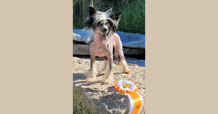 Nina, a Chinese Crested tested with EmbarkVet.com