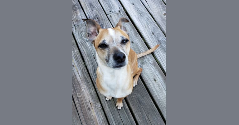 Ratchet, a Chihuahua and Rat Terrier mix tested with EmbarkVet.com