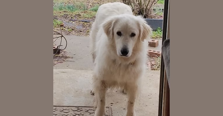 Hannah, a Great Pyrenees tested with EmbarkVet.com