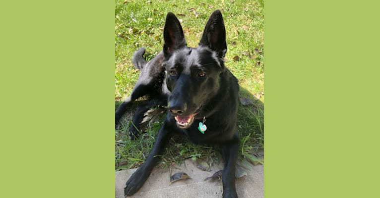 Ramona, a German Shepherd Dog tested with EmbarkVet.com