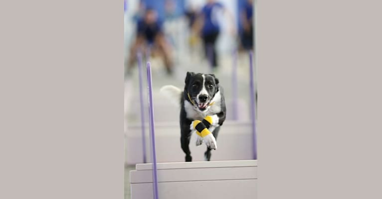 Proven, a Border Collie and Whippet mix tested with EmbarkVet.com
