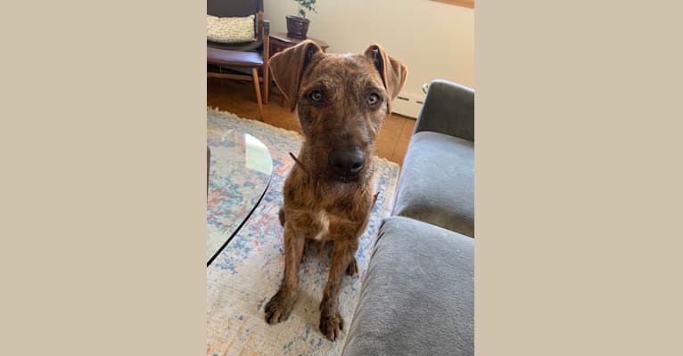 Embark Dog DNA Test Breed