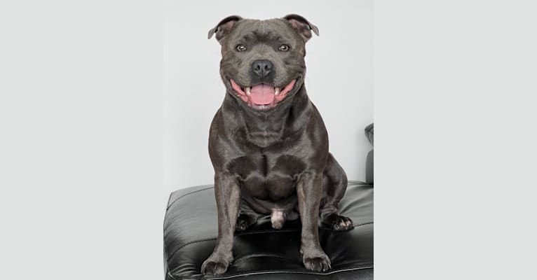 Ralphy, a Staffordshire Bull Terrier tested with EmbarkVet.com