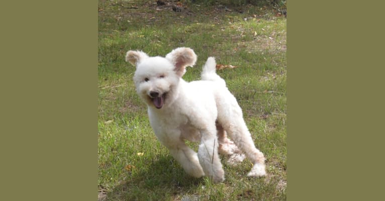 Photo of Georgie, a Poodle (Small) and Bichon Frise mix