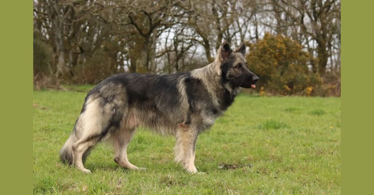 Siriüs, a German Shepherd Dog tested with EmbarkVet.com