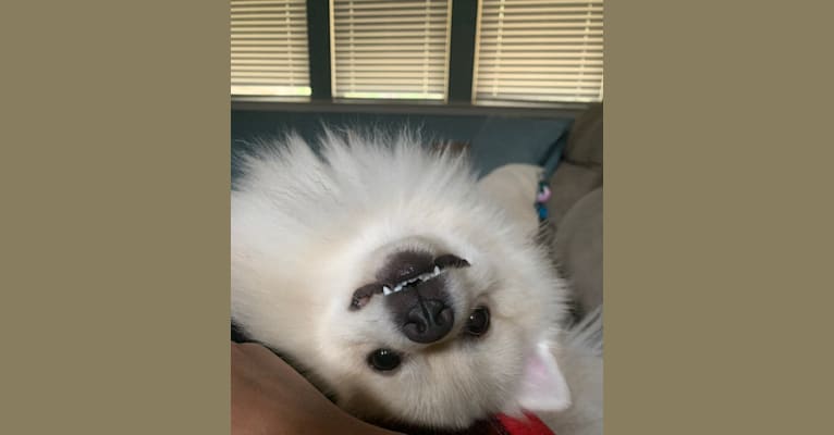 Koda, a Pomeranian tested with EmbarkVet.com