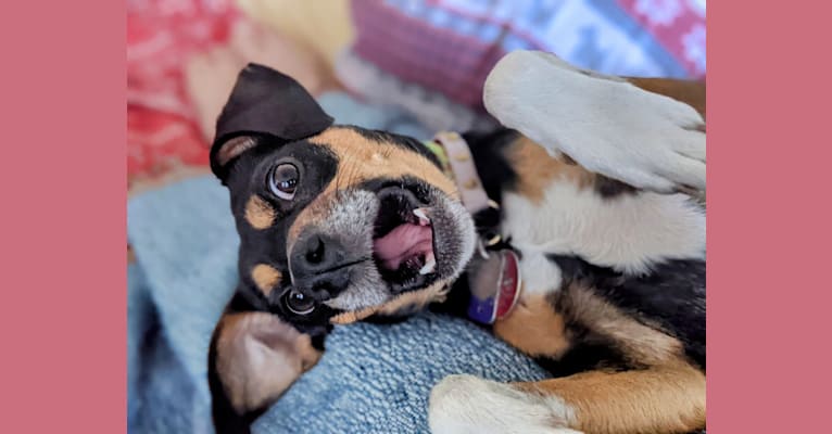 Photo of SJ's Clever Girl "Jyn", a Russell-type Terrier, Beagle, Miniature Pinscher, Toy Fox Terrier, and Mixed mix in Pennsylvania, USA