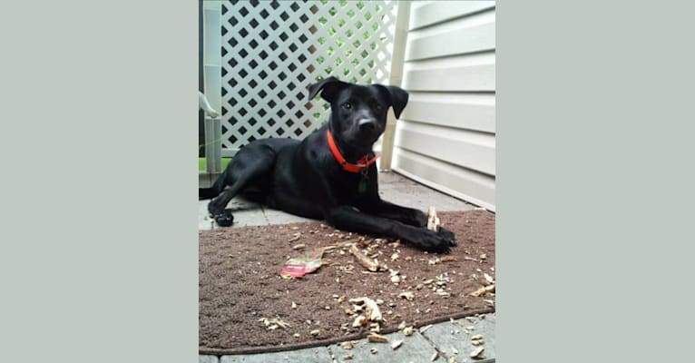 Foster, a Labrador Retriever and Rottweiler mix tested with EmbarkVet.com