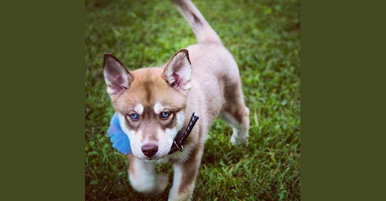 Asha, a Siberian Husky and German Shepherd Dog mix tested with EmbarkVet.com