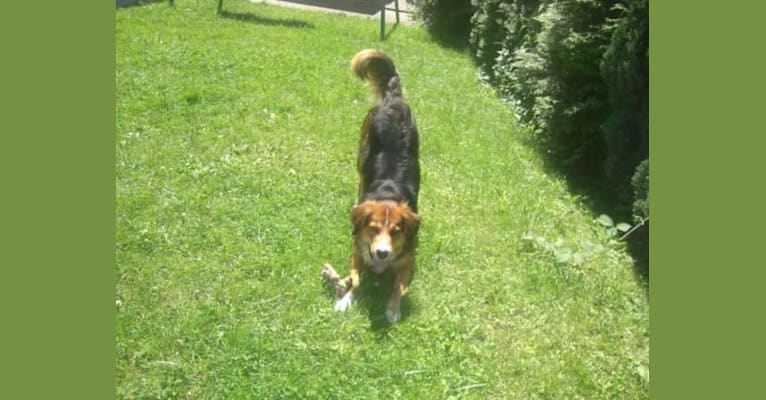 Akita, a Golden Retriever and Bernese Mountain Dog mix tested with EmbarkVet.com