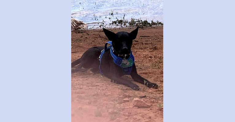 Photo of Wesley, an Australian Cattle Dog, Chihuahua, American Pit Bull Terrier, and Mixed mix in Goodyear, Arizona, USA