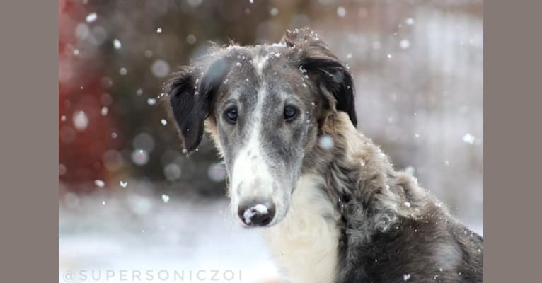 Photo of Zeal, a Borzoi  in Belleville, MI, USA