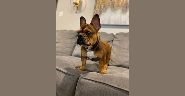 Tchoup, a French Bulldog tested with EmbarkVet.com