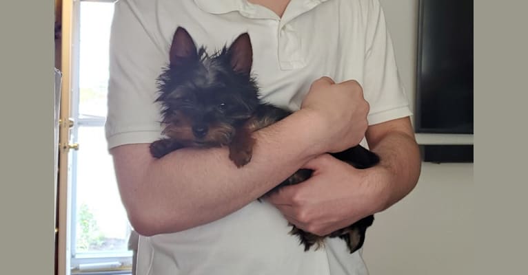 Duke Brontë, a Yorkshire Terrier tested with EmbarkVet.com