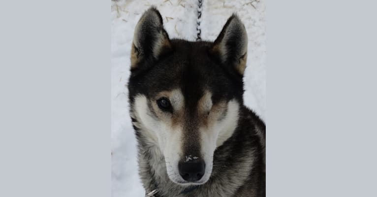 Photo of Grundy, a Siberian Husky  in Phelps, Wisconsin, USA