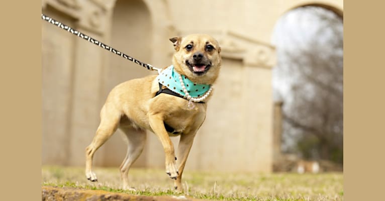 Betty Lou (Hootie), a Rat Terrier and Pomeranian mix tested with EmbarkVet.com