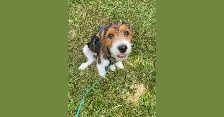 Watson, a Beagle and Poodle (Small) mix tested with EmbarkVet.com