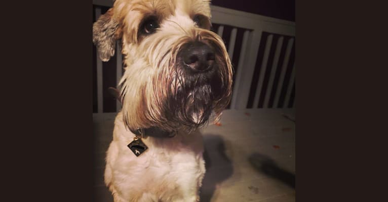 Bear, a Soft Coated Wheaten Terrier tested with EmbarkVet.com