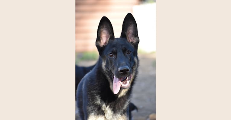 Gus, a German Shepherd Dog tested with EmbarkVet.com