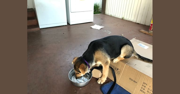 Shainee, a German Shepherd Dog and Australian Cattle Dog mix tested with EmbarkVet.com