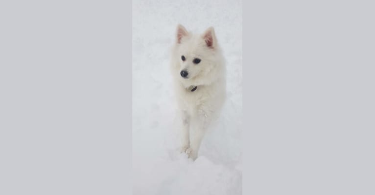 Photo of Loki, a Pomeranian, American Eskimo Dog, and Mixed mix in Coquitlam, British Columbia, Canada