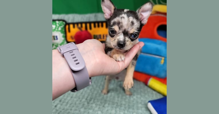 Elleyana, a Chihuahua tested with EmbarkVet.com