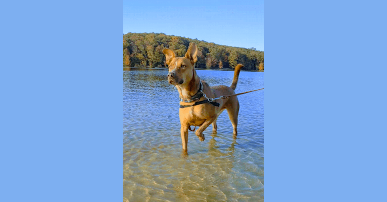 Photo of Stanley, an American Pit Bull Terrier, German Shepherd Dog, and Beagle mix in Pennsylvania, USA
