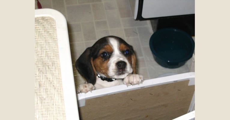 Roxanne, a Beagle tested with EmbarkVet.com