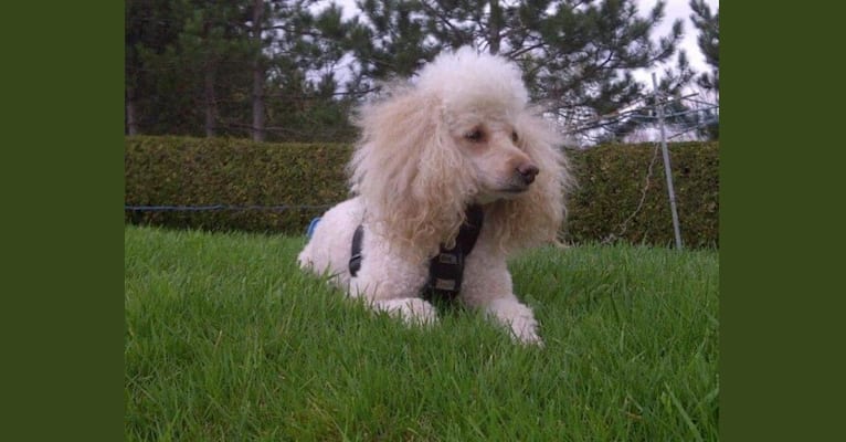 Molly Poodle, a Poodle (Small) tested with EmbarkVet.com