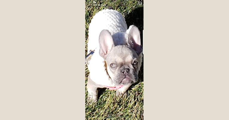 Pipes, a French Bulldog tested with EmbarkVet.com