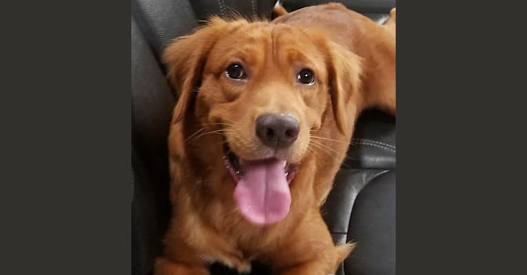 Golden retriever top staffordshire mix