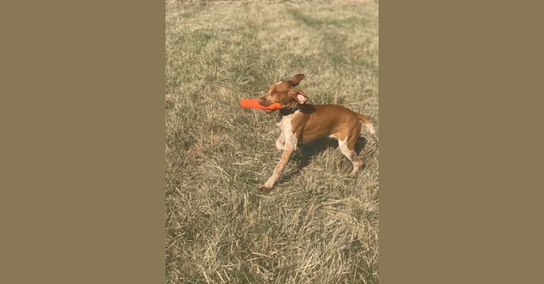 Archie, a Bracco Italiano tested with EmbarkVet.com