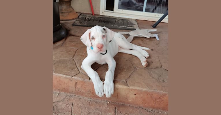 Urso, a Great Dane tested with EmbarkVet.com