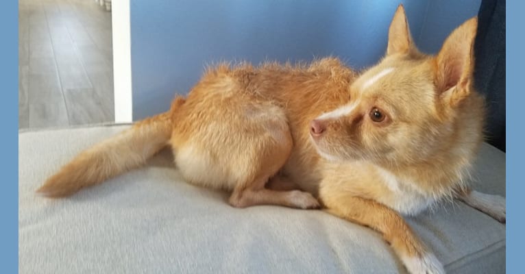 Lexie, a Pomeranian and Chihuahua mix tested with EmbarkVet.com
