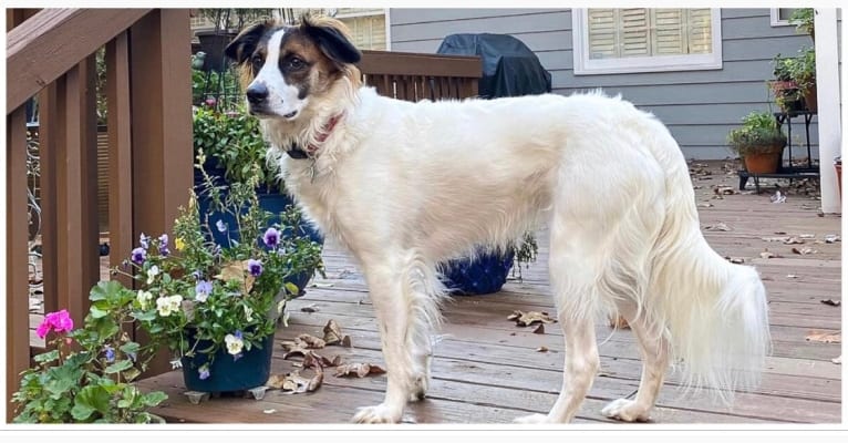 Sophie, an American Staffordshire Terrier and Labrador Retriever mix tested with EmbarkVet.com
