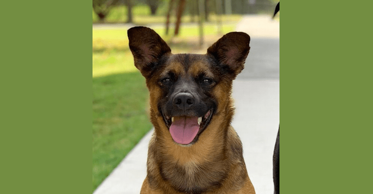 Copper, a Chihuahua and Australian Cattle Dog mix tested with EmbarkVet.com