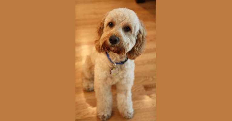 Snickers, a Cocker Spaniel and Poodle (Small) mix tested with EmbarkVet.com
