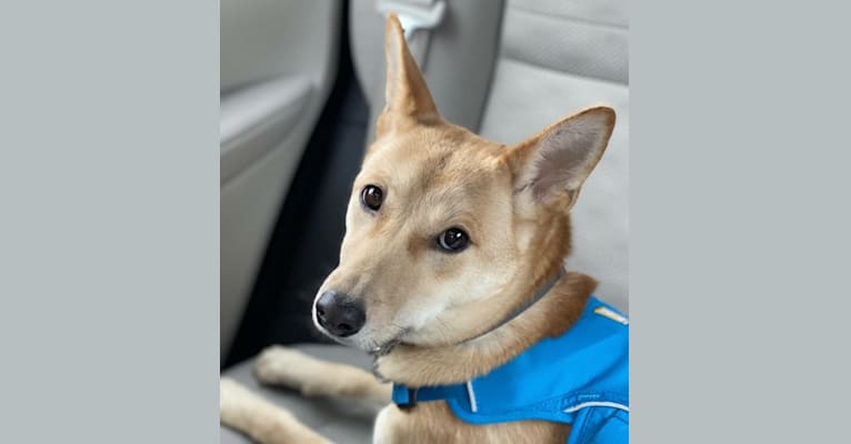 Nuri, a Japanese or Korean Village Dog tested with EmbarkVet.com