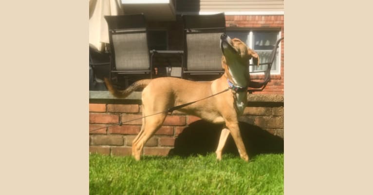 Dixie, a Rottweiler and Redbone Coonhound mix tested with EmbarkVet.com
