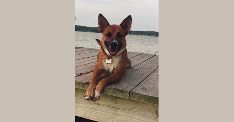 Hilde, a Boxer and Australian Cattle Dog mix tested with EmbarkVet.com