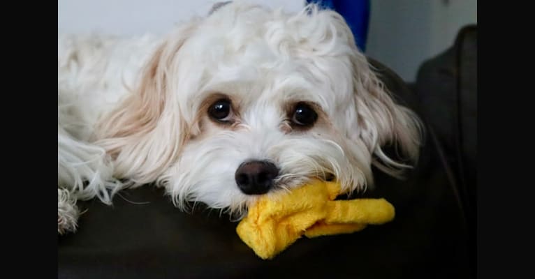 Photo of Poppy, a Cavalier King Charles Spaniel, Bichon Frise, and Poodle (Small) mix in Kansas, USA