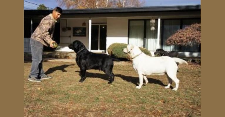 Caviar, a Labrador Retriever tested with EmbarkVet.com