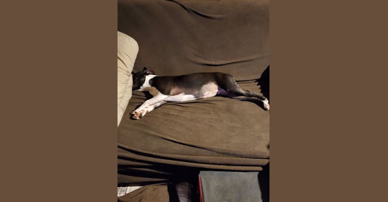 Photo of Clover, a Boston Terrier  in Fresno, OH, USA