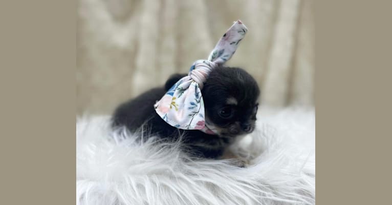 Cupcake's Trixie, a Chihuahua tested with EmbarkVet.com