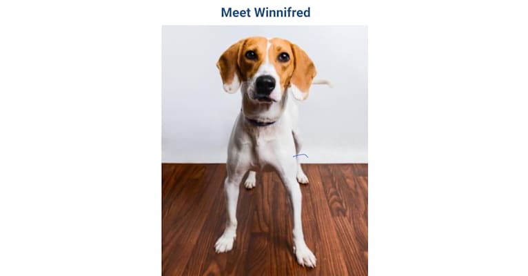 Winnie, a Treeing Walker Coonhound and Beagle mix tested with EmbarkVet.com